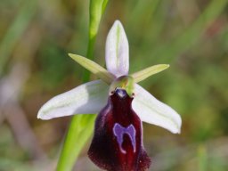 Ophrys_ferrum-equinum_Double_pont_du_Gaidouras